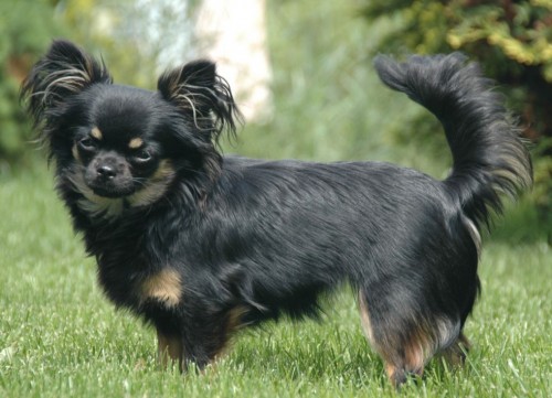 Long Hair Black Chihuahua Dog In Garden
