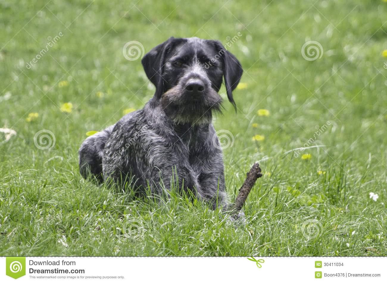Long Hair Black Pointer Dog Sitting In Garden