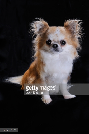 Long Hair Brown And White Chihuahua Puppy Sitting