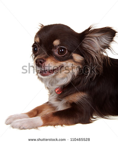 Long Hair Brown Chihuahua Dog Sitting Photo