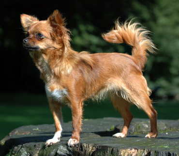 Long Hair Brown Chihuahua Dog