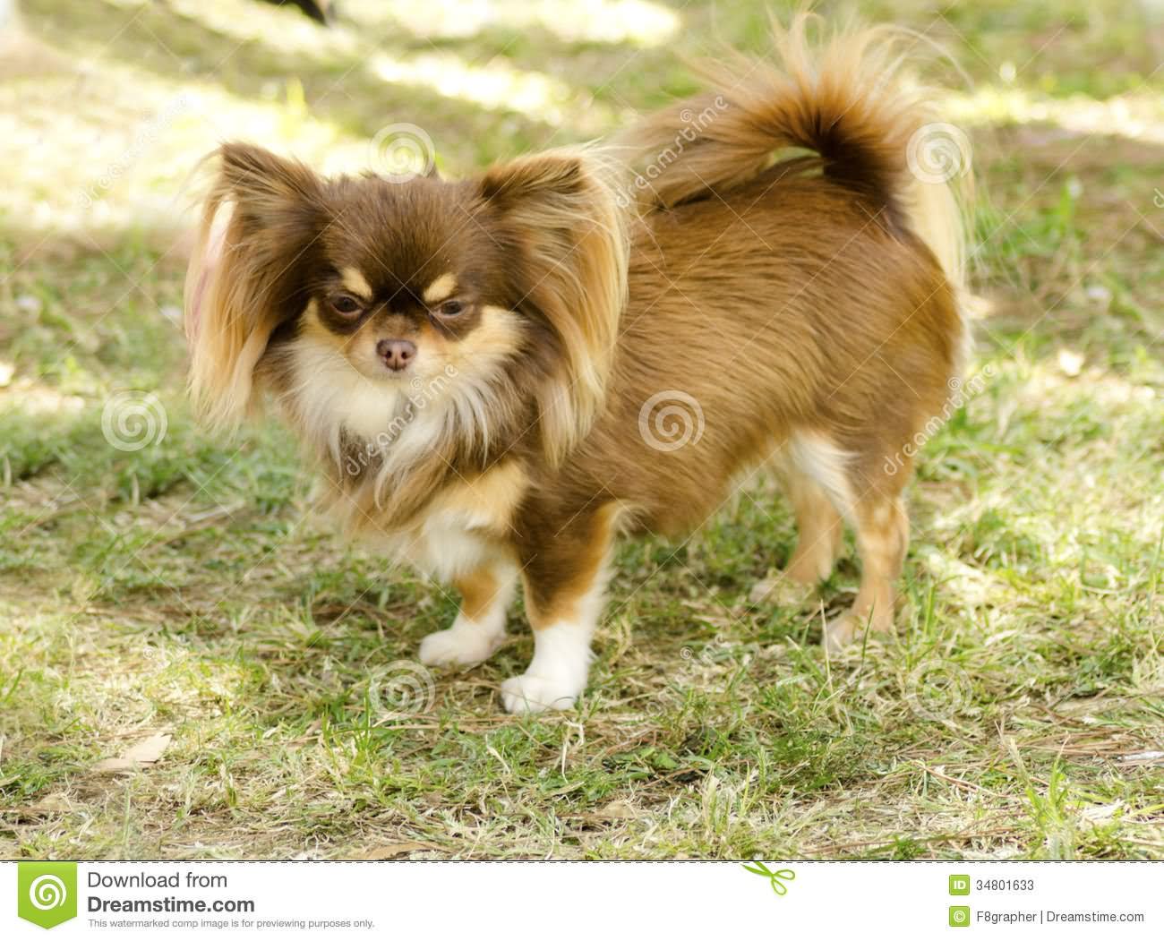 Long Hair Chihuahua Dog In Garden