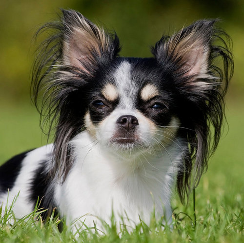 Long Hair Chihuahua Dog Sitting