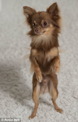 Long Hair Chihuahua Dog Standing On Two Legs