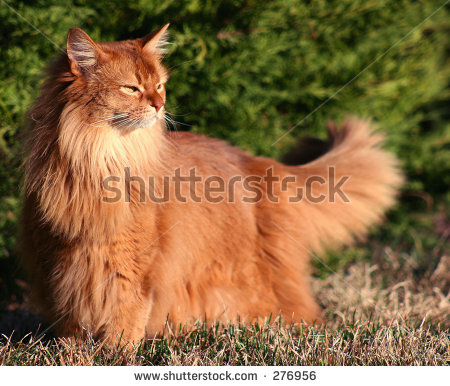 Long Hair Orange Ragamuffin Cat