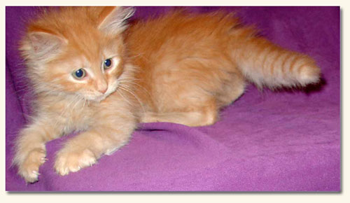 Long Hair Orange Ragamuffin Kitten