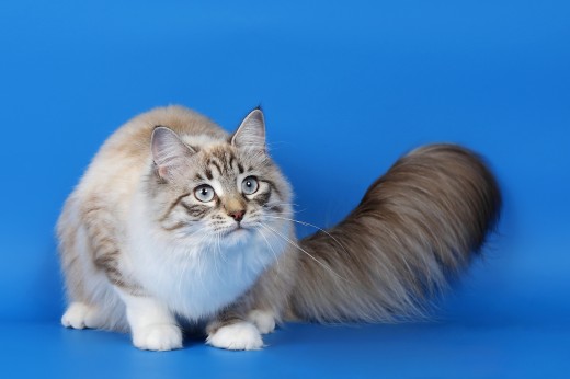 Long Hair Ragamuffin Cat Photo