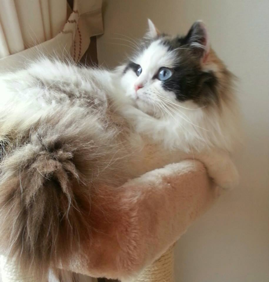 Long Hair Ragamuffin Cat Picture