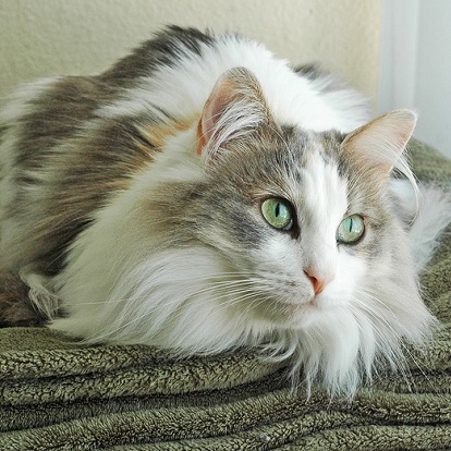 Long Hair Ragamuffin Cat Sitting Photo