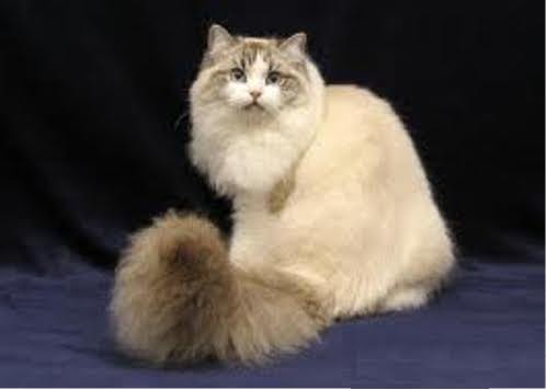 Long Hair Ragamuffin Cat Sitting