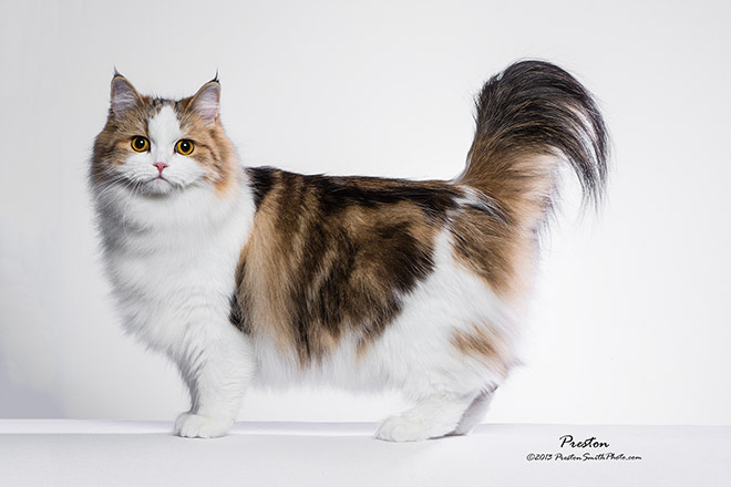 Long Hair Ragamuffin Cat