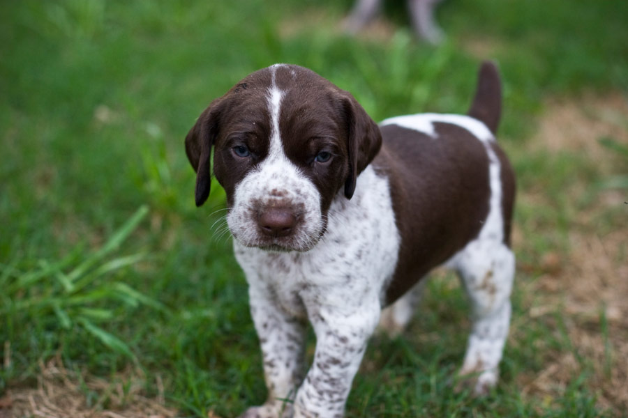 Lovely Brown And White Pointer Puppy