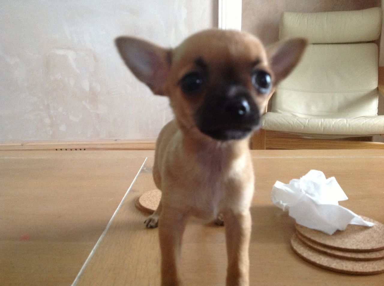 Lovely Chihuahua Puppy