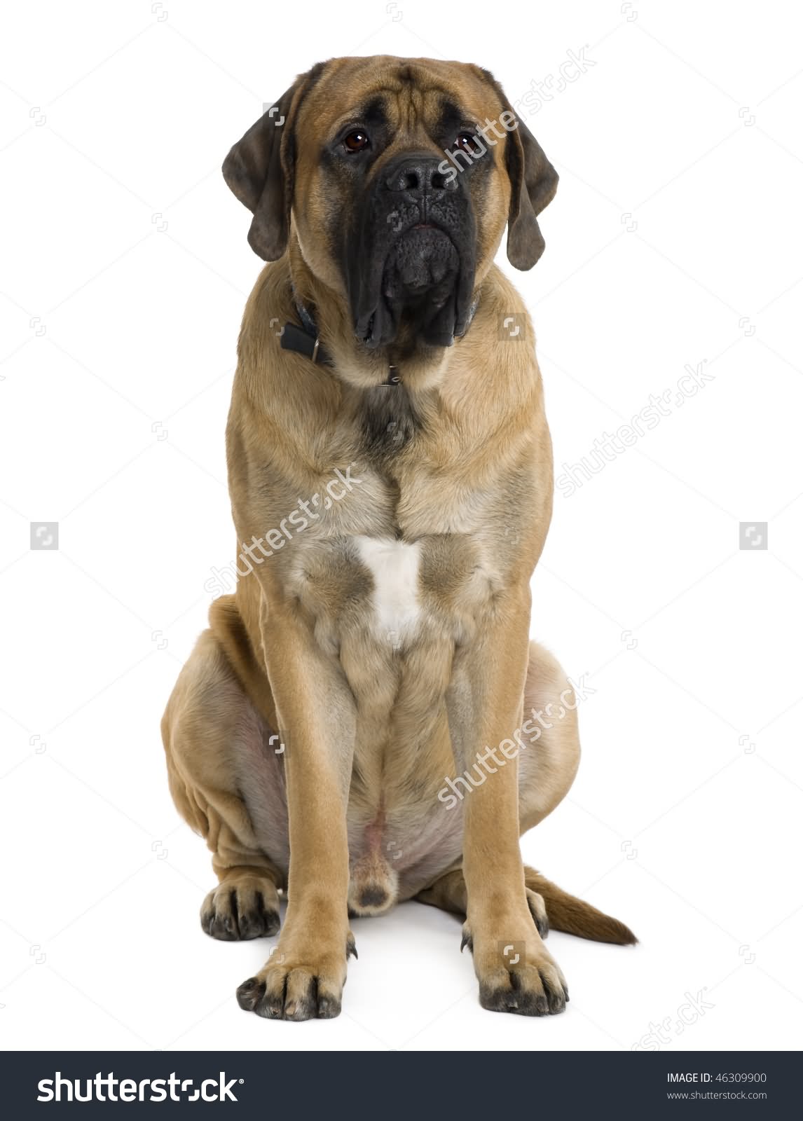 Male English Mastiff Dog Sitting Picture