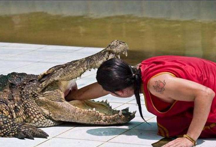 Man Hand In Crocodile Mouth Funny Dangerous Picture For Whatsapp