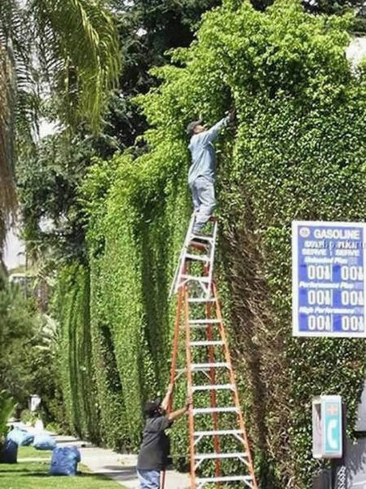 Man On Funny Dangerous Ladder