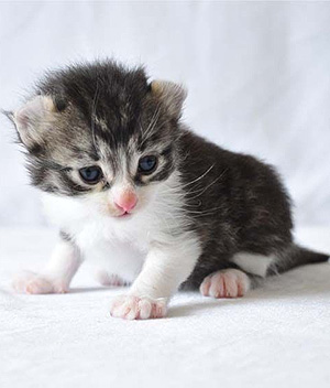 Miniature American Curl Kitten Sitting