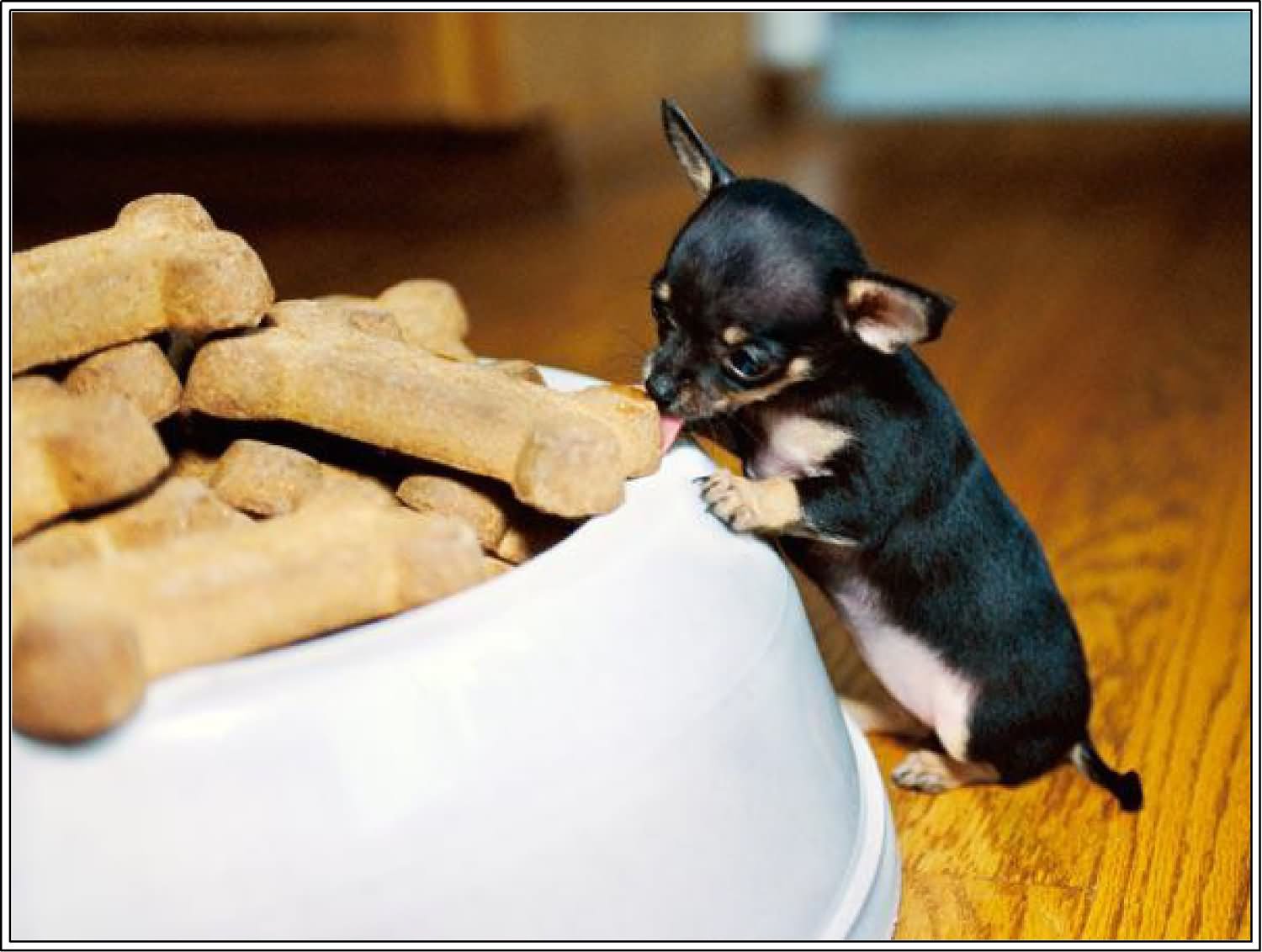 Miniature Black Chihuahua Puppy Licking Bones