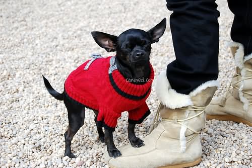 Miniature Black Chihuahua Puppy Wearing Red Sweater