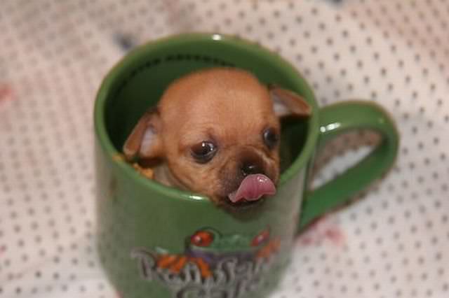 Miniature Chihuahua Puppy In Tea Cup