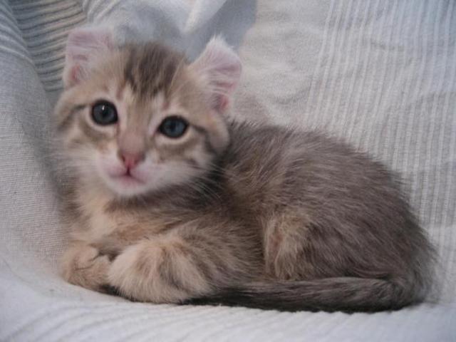 New Born American Curl Kitten Sitting