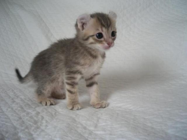 New Born American Curl Kitten