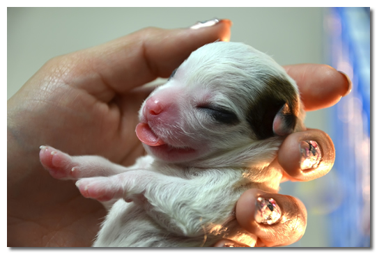 New Born Chihuahua Puppy In Hand