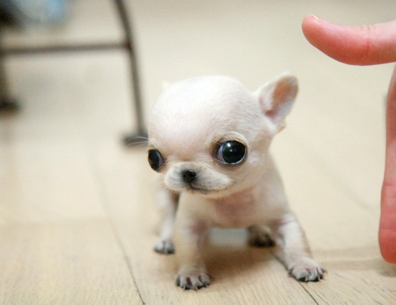 New Born Chihuahua Puppy