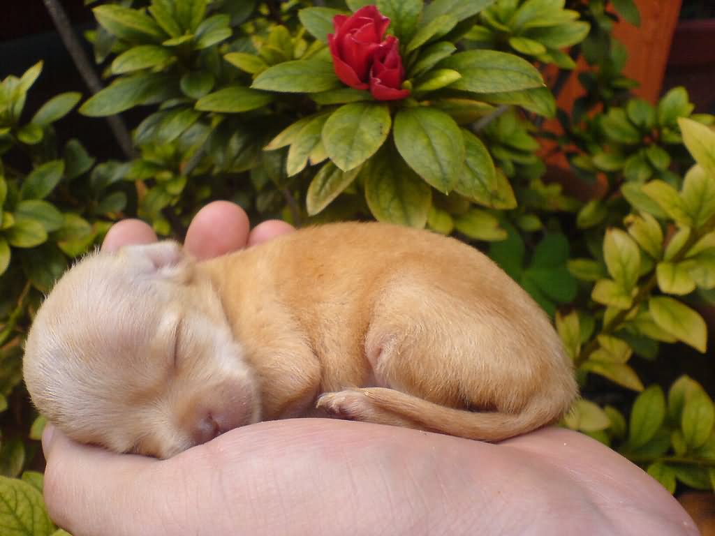 New Born Fawn Chihuahua Puppy On Hand