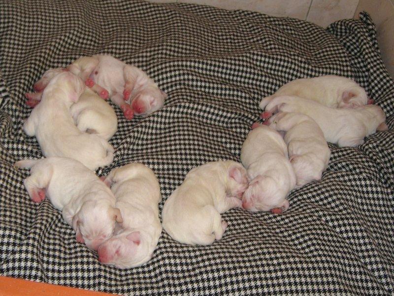 New Born Pointer Puppies Sleeping