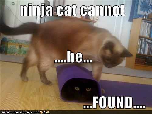 Ninja Cat Cannot Be Found Funny Image