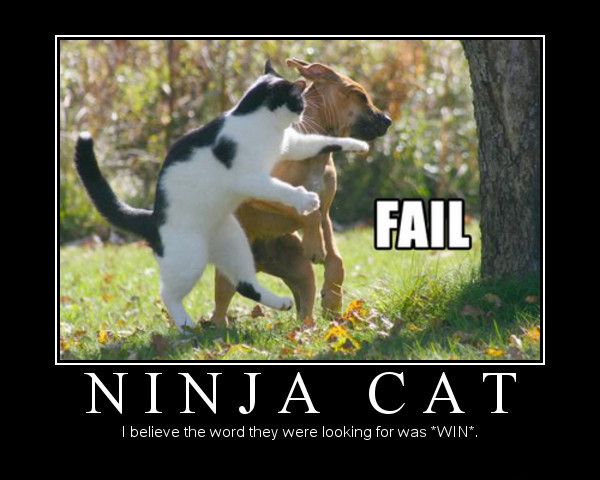 Ninja Cat Funny Fail Picture