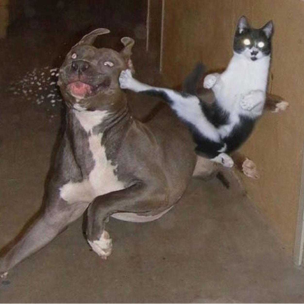 Ninja Cat Kicking Dog Funny Image
