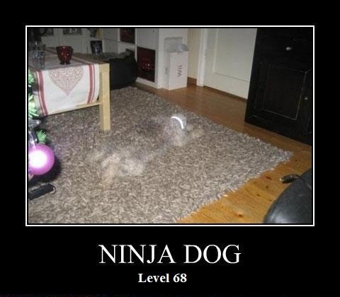 Ninja Dog Funny Image