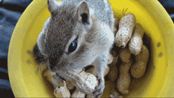 Nuts Eating Chipmunk Funny Gif