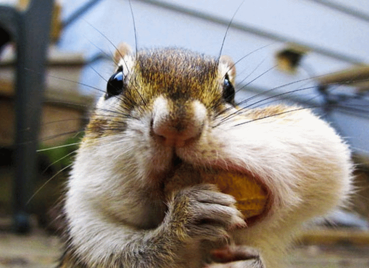 Nuts In Mouth Funny Chipmunk Picture