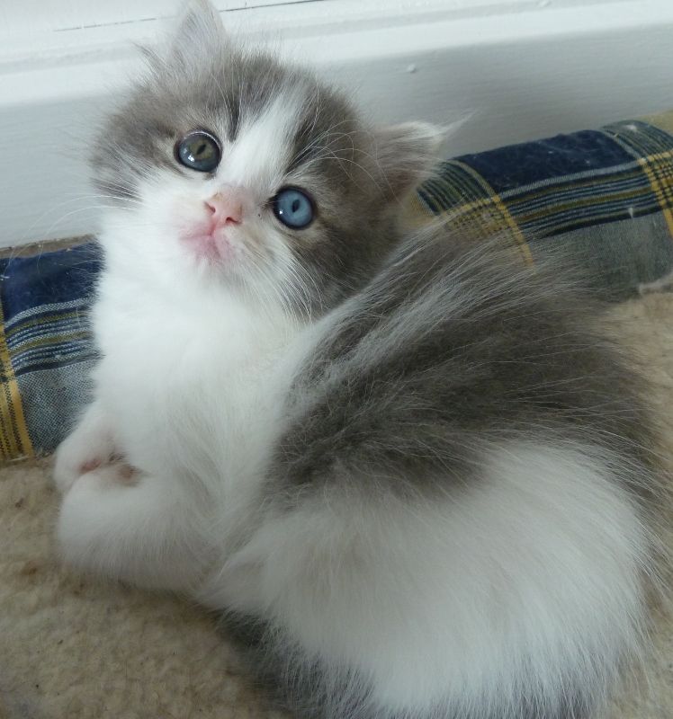 Odd Eyes White And Grey Ragamuffin Kitten