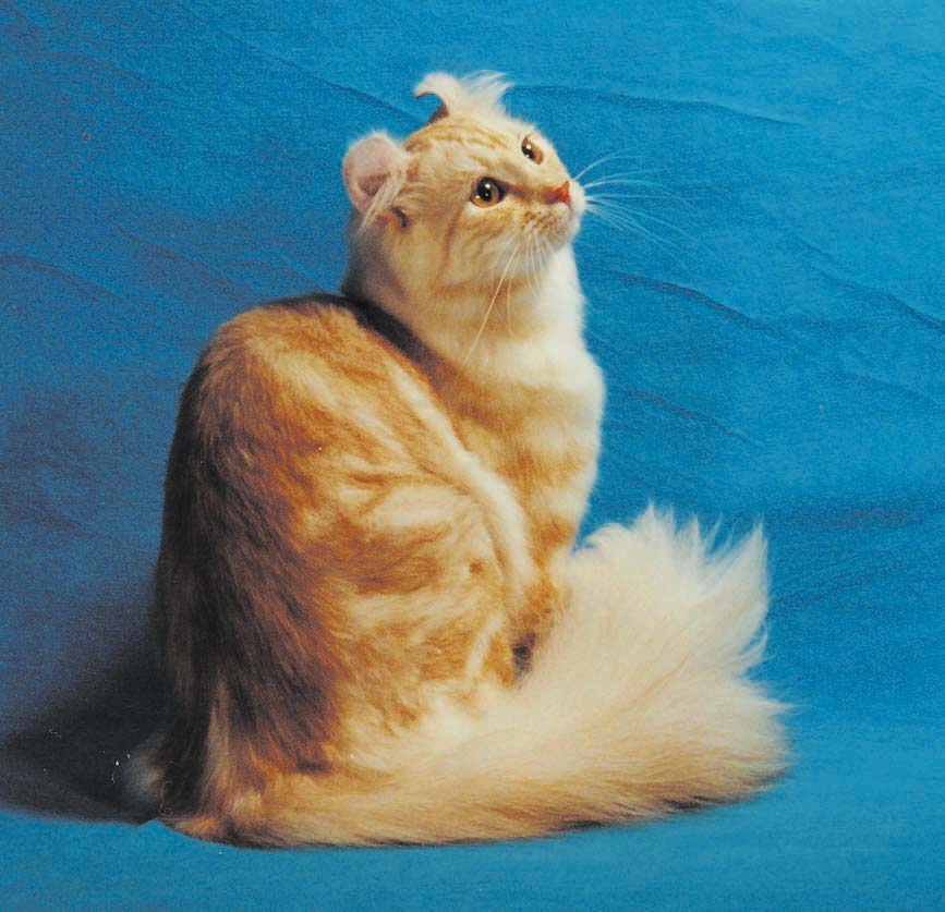 Orange American Curl Cat Sitting Picture