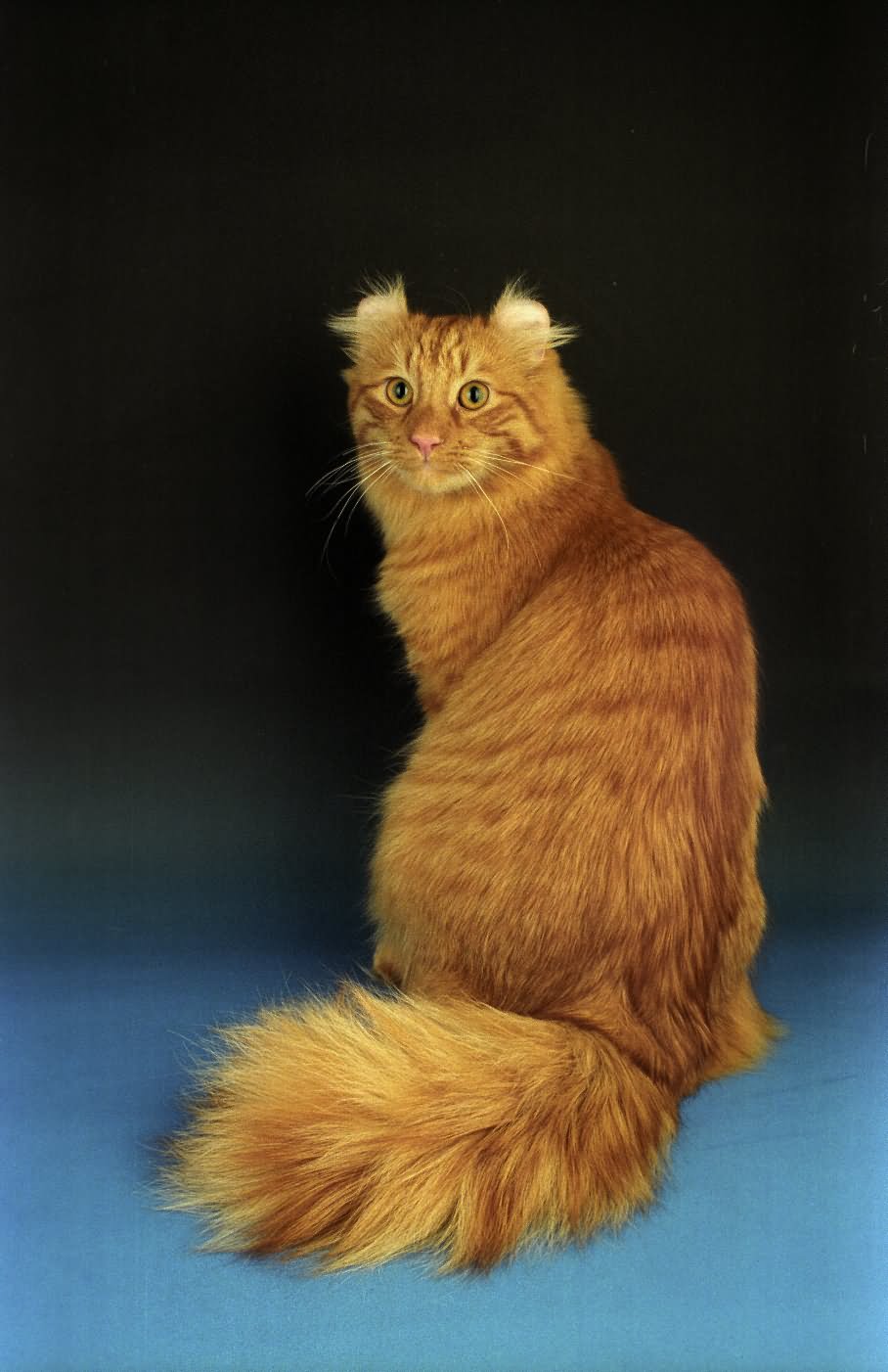 Orange American Curl Cat Sitting