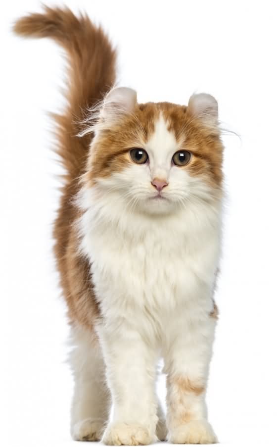 Orange And White American Curl Cat Image