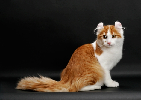 Orange And White American Curl Cat Sitting Picture