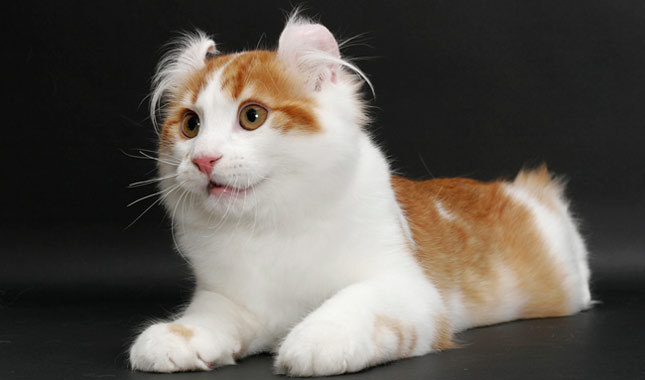 Orange And White American Curl Cat Sitting