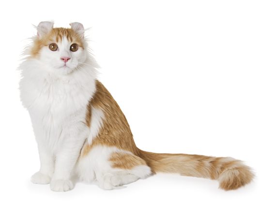 Orange And White American Curl Cat