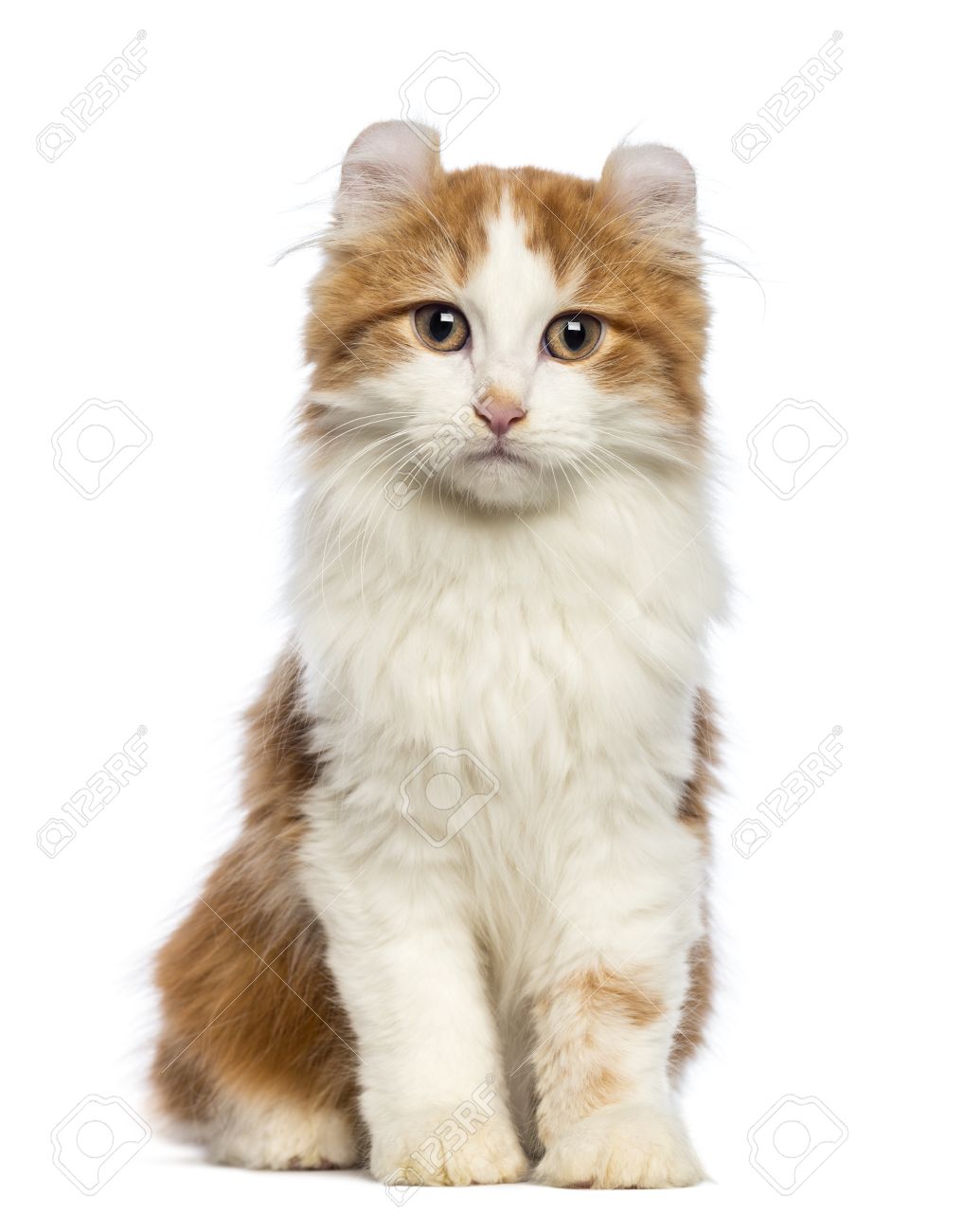 Orange And White American Curl Kitten Picture