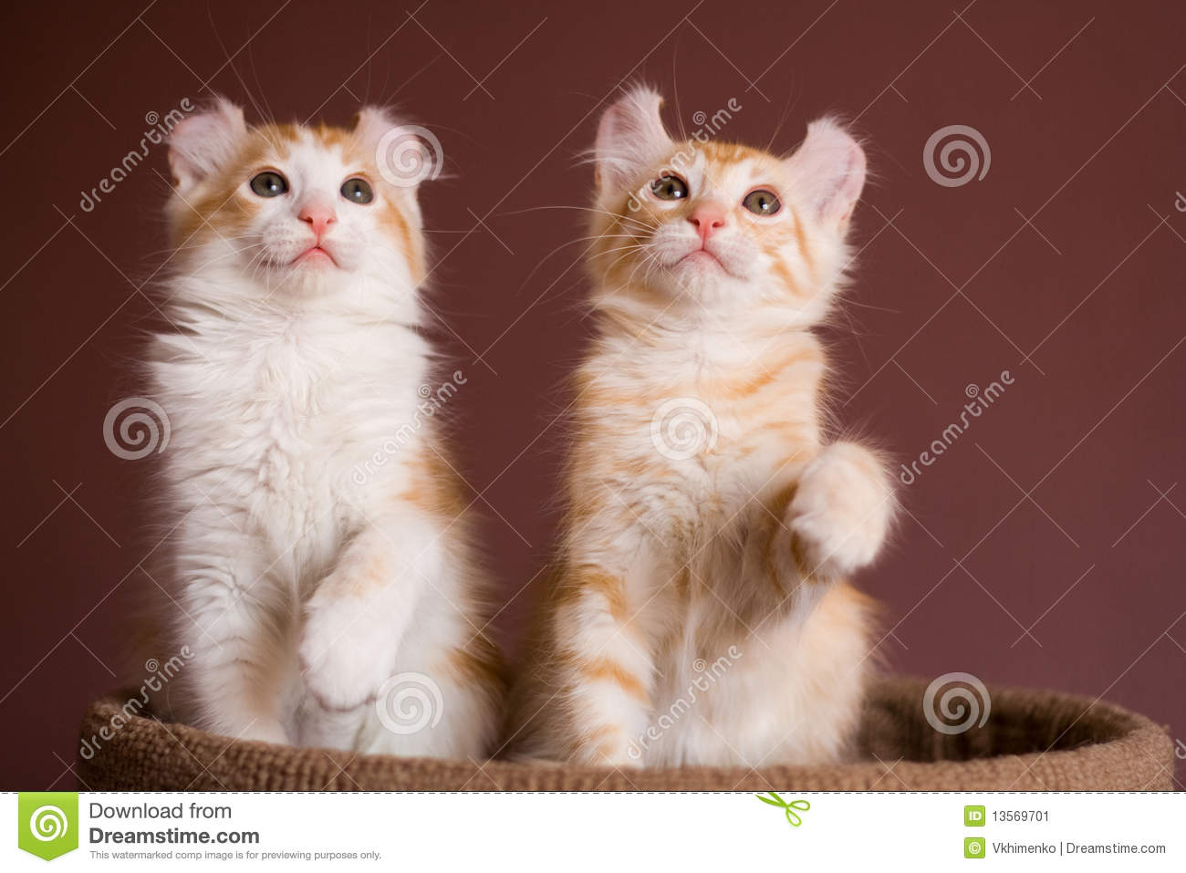 Orange And White American Curl Kittens Looking Up