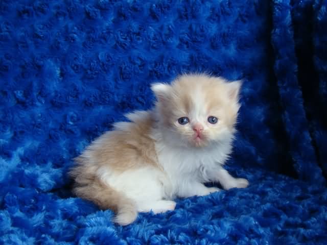 Orange And White Cute Little Ragamuffin Kitten