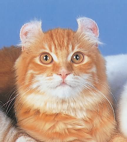 Orange And White Fluffy American Curl Cat