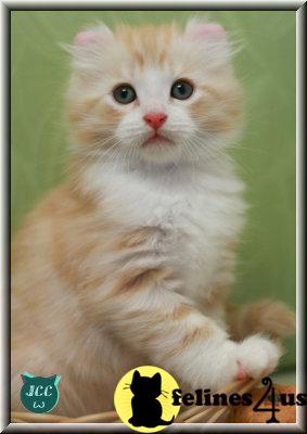 Orange And White Fluffy American Curl Kitten