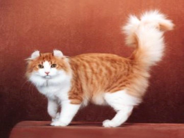 Orange And White Long Hair American Curl Cat
