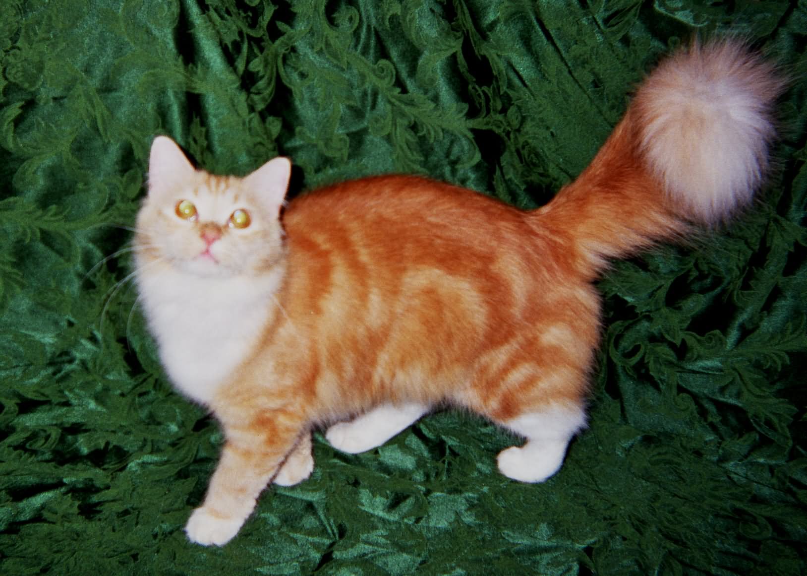 Orange And White Ragamuffin Cat Photo